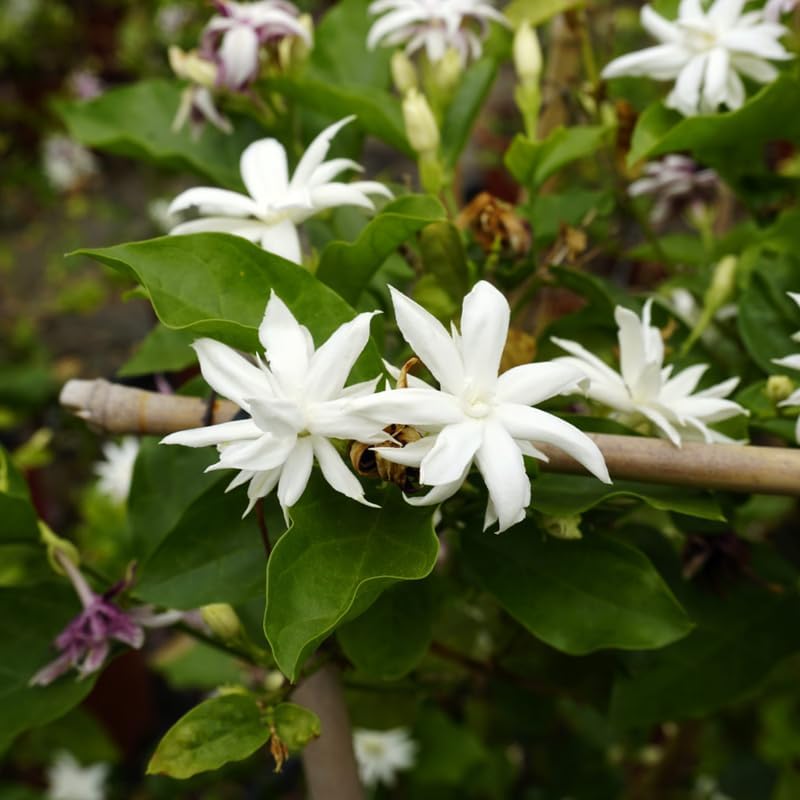 Belle Arabian Jasmine Plant, Indoor Outdoor Flower Plant, 4-9 Inches - Image 3