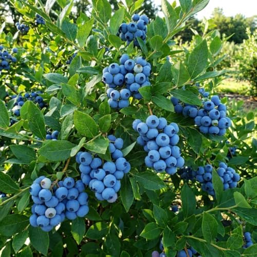 Bright Blueberry Live Plant, Sweet Berry Bush, 1-2 Ft Tall, Gallon Pot - Image 6