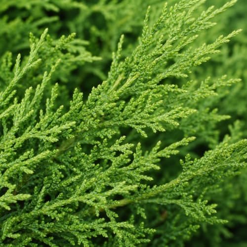 Monna Juniper Sierra Spreader | 3 Live Gallon Size Plants | Juniperus Chinensis | Evergreen Cold Hardy Drought Tolerant Groundcover - Image 3