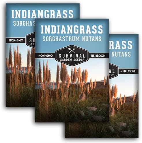 Indiangrass Seeds for Planting, Sorghastrum nutans - 3 Packs by SurvivalGardenSeeds
