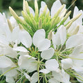 Outsidepride White Cleome Seeds - 1000 Pcs Annual Flower Seeds with Large, Airy, Spidery Blooms, Drought Tolerant Spider Plant for Xeriscaping, Flower Bed, Border, Pollinator, & Cut Flower Garden by Outsidepride