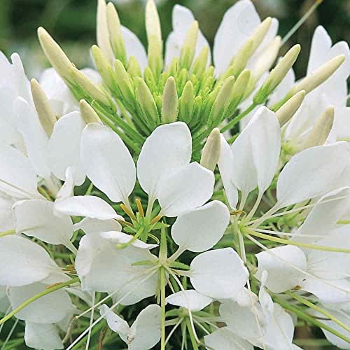 Outsidepride White Cleome Seeds - 1000 Pcs Annual Flower Seeds with Large, Airy, Spidery Blooms, Drought Tolerant Spider Plant for Xeriscaping, Flower Bed, Border, Pollinator, & Cut Flower Garden by Outsidepride