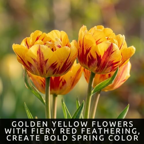 25 Banja Luka Tulip Bulbs | Red Yellow Darwin Hybrid Flowers for Gardens - Image 2