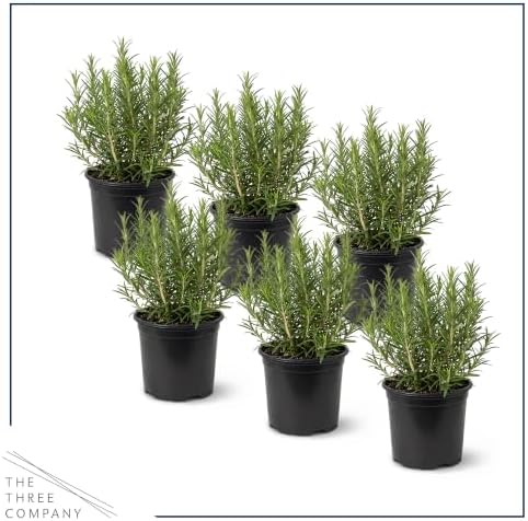 Herb - Rosemary (6 Pack), Live Edible Culinary Herb, Aromatic, Savory - Image 3