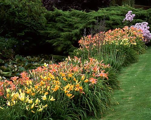Pink Daylily - Bare Root Plant, Hardy Perennial for Zone 4, Delicate Pink Blooms, Low Maintenance, Ideal for Full Sun or Partial Shade, Perfect for Garden Borders & Landscapes - Image 6