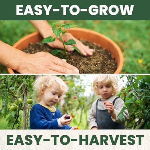 Beefsteak Tomato Seeds – Over 400 Premium Heirloom Seeds for Planting for the 2026 Season – Juicy, Flavor-Rich Garden Favorite – 1 Gram Pouch - Image 5