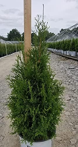 Live Plant from Green Promise Farms Thuja occidentalis 'North Pole' (Arborvitae) Evergreen, 3-Size Container, Green Foliage - Image 4