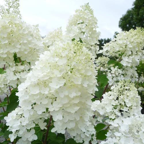 Silver Dollar Hydrangea Live Flowering Shrub – White Panicle Blooms for Outdoor Garden & Landscape(1 Gallon/Set of 2) - Image 5