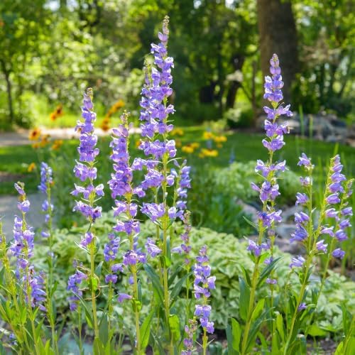 Outsidepride Penstemon Seeds - 5000 Pcs Perennial, Drought-Tolerant & Pollinator Friendly, Strictus Rocky Mountain Wildflower Seeds for Planting with Vibrant Blue-Violet Blooms, Ideal for Xeriscaping by Outsidepride