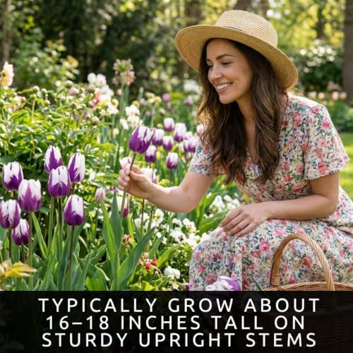 10 Flaming Flag Tulip Bulbs | Purple & White Flowers for Fall Planting - Image 4