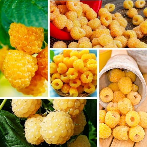 2 Fall Gold Raspberry Plants Live, Sweet Edible Berry Bush, 4-9" - Image 2