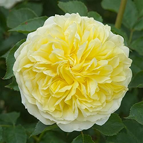 Heirloom English Climbing Roses, Live Own Root Plant, The Pilgrim® - Image 3