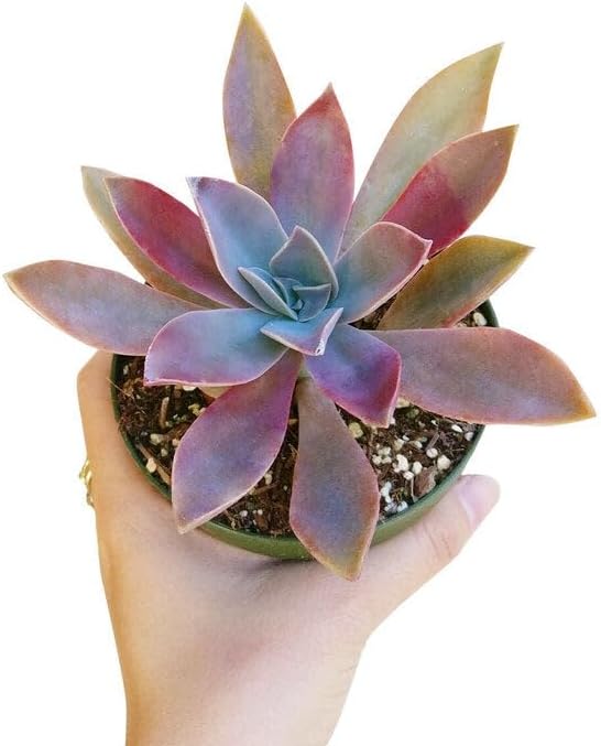 Graptoveria Fred Ives - Colorful 2 inch Succulents - Live Mini Succulent Plants Fully Rooted, Easy Care Indoor and Outdoor, Home and Garden Decor, Wedding Party Favor - Image 3