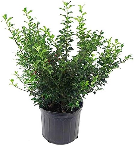 Ilex X meserveae 'Blue Princess' (Blue Holly) Evergreen, #3 - Size Container - Image 2