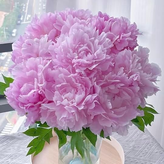 100pcs Peony Lactiflora Seeds for Cut Flower Farming - Long Stem Variety, Commercial-Grade Blooms, High Yield Perennial for Florist Supply - Image 2