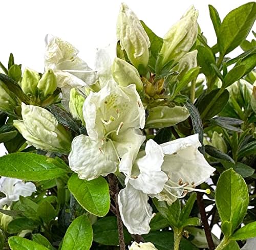 Girard's Pleasant White Azalea, Live Evergreen Flowering Shrub, 3 Gallon - Image 3