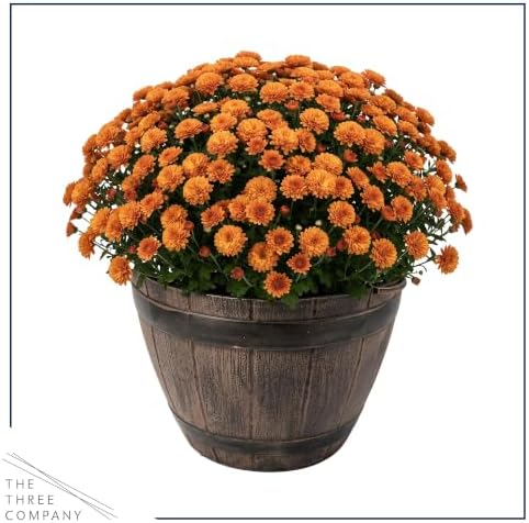 Chrysanthemum (Whiskey Barrel Deco Pot), Orange Blooms, Live Fall Flowering Perennial, 15" Tall by 12" Wide in 3 Qt Pot - Image 3