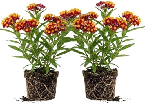 2 Red Milkweed Asclepias Live Plants, Flowering Plant, 5-8 Inch Tall by Unknown