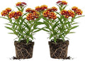 2 Red Milkweed Asclepias Live Plants, Flowering Plant, 5-8 Inch Tall by Unknown