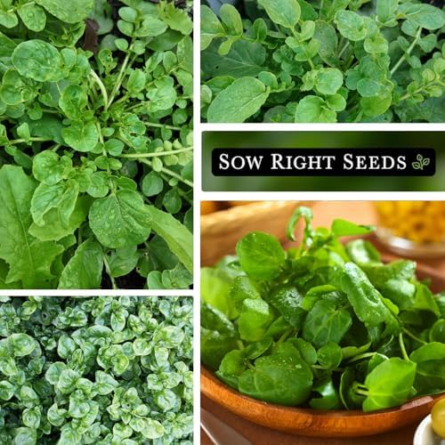 Sow Right Seeds - Upland Cress Seed for Planting Indoor Kitchen Garden - Image 4
