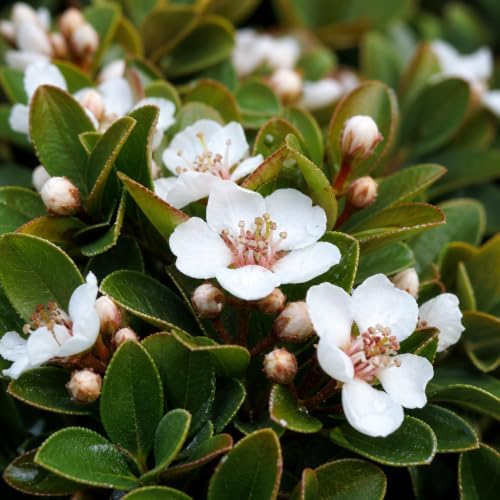 Indian Hawthorn - 60 Live Plants - Rhaphiolepis Indica Alba - Flowering Evergreen Shrub - Image 3