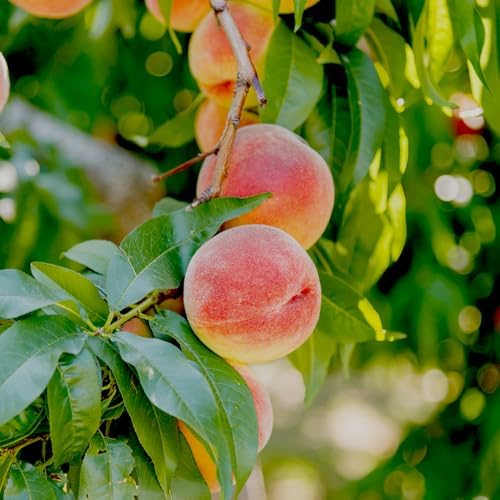 June Red Peach Tree, Self-Pollinating, Pink Flowering, Deciduous, 1 gal Nursery Pot, 1-2 ft Tree Height (Due to Agricultural Laws, we Cannot Ship to CA, AZ, AK, or HI) - Image 2