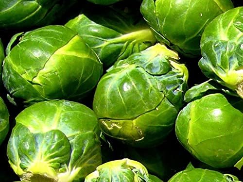 300+ Seeds Long Island Brussels Sprouts Cabbage - Vegetable Green by SeedsUP