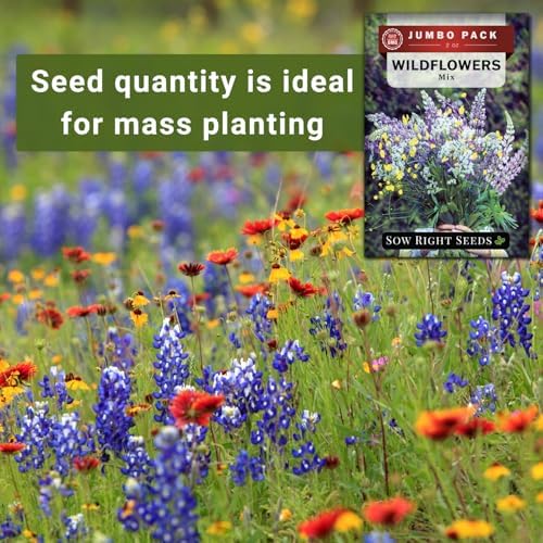 Sow Right Seeds - 56000 Mixed Wildflowers Seed for Planting Bulk Jumbo Pack - Image 4