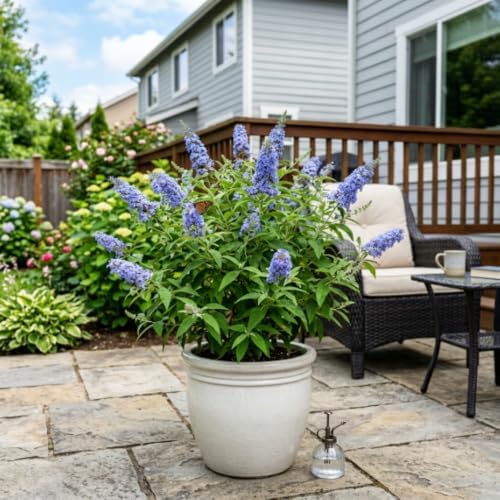 Light Blue Butterfly Bush Live Plant, Border Flower Shrub, 4-6 Inch Tall - Image 5