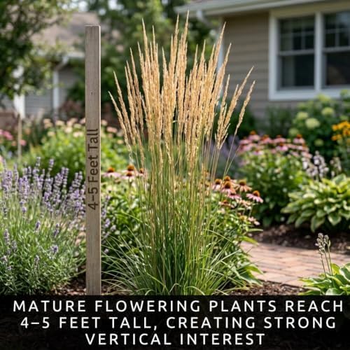 Karl Foerster Feather Reed Grass Calamagrostis Live Starter Plugs, 5 Pack - Image 4