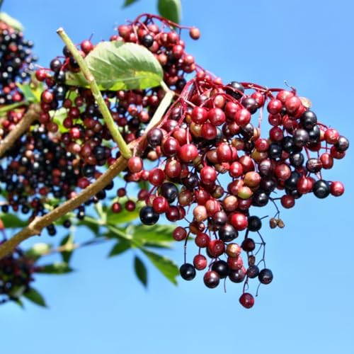 10 Black Elderberry Cuttings Bushes Live Plants, Berry Shrub, 6-8 Inch Tall - Image 5