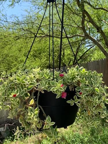 Baby Sun Rose Live Plants, Aptenia Cordifolia, Ground Cover Succulent, Easy Care Indoor Outdoor, 2 Pack - Image 3