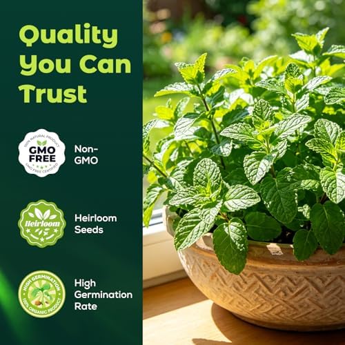 2300 Catnip Seeds for Planting Indoors & Outdoors - Premium Non-GMO Herb Cat Nip Plant Seeds, High Germination Rate - Grow Fresh Cat Grass - Image 2