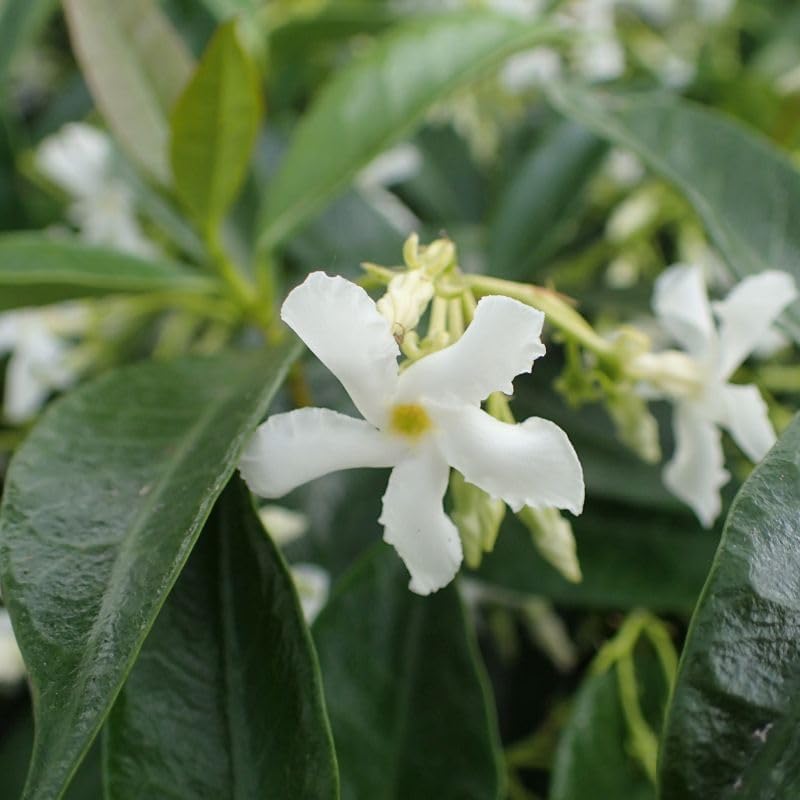 Daisy Ship Star Jasmine Trachelospermum - 2 x 2 inch Bags - Image 4