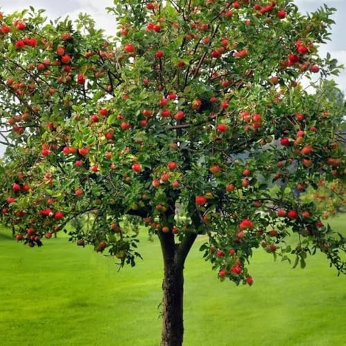 Fuji Apple Tree, 1 Gallon Live Nursery Pot, Sweet, Crisp Fruit | Arbor Day Foundation (Due to Agricultural Laws, Unavailable to CA, WA or AZ) - Image 4