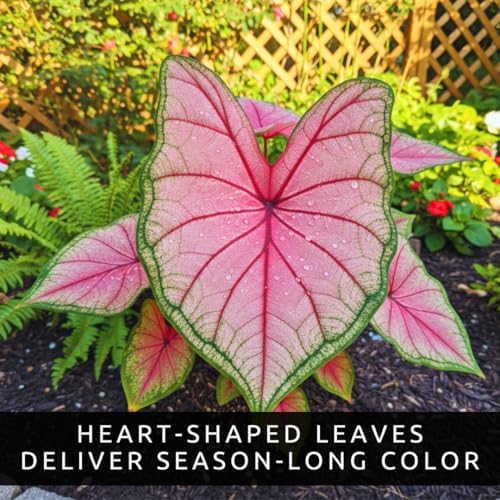 Pink Princess Caladium Bulbs for Planting - Beautiful Spotted Leafs Stand Out - Perennial Hosta, Elephant Ears, Fancy (2 Bulbs) - Image 3