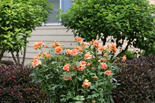 Proven Winners - ROSA `AT Last` (Rose) Rose, Orange Flowers, #2 - Size Container - Image 3