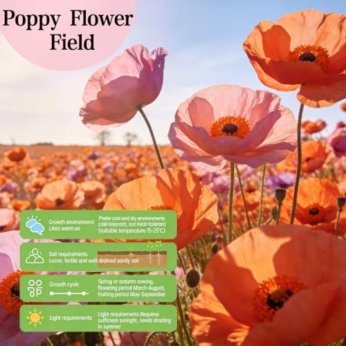 Corn Poppy Seeds for Planting Outdoor, 20,000 Heirloom Flower Seeds, Annual - Image 2