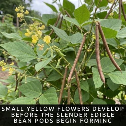 100 Adzuki Bean Seeds | Vigna Angularis Edible Bean Seeds for Planting - Image 3
