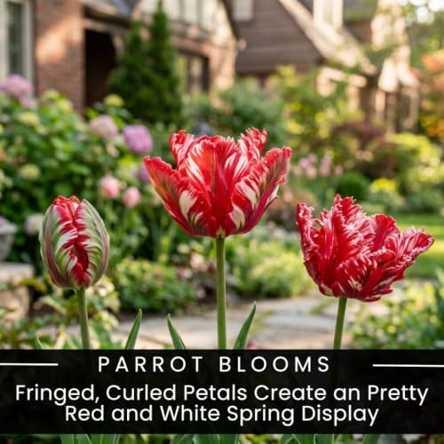 25 Estella Rijnveld Tulip Bulbs for Fall Planting | Red White Parrot Blooms - Image 2