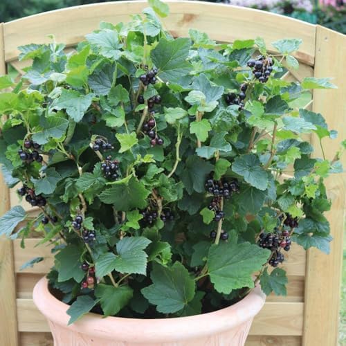 Black Currant Bush Live Plant, Berry Fruit Bush, 6-12 Inch Tall - Image 2