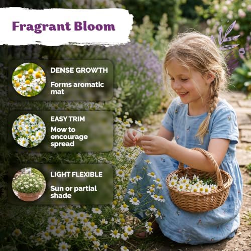 2500 Roman Chamomile Heirloom Perennial Flower Seeds, Chamaemelum Nobile - Image 4