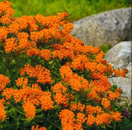 Butterfly Milkweed – Asclepias tuberosa – Live Plants – 2 Pack – 3 Inch Pots - Monarch Host Plant, Very Hardy - Image 4