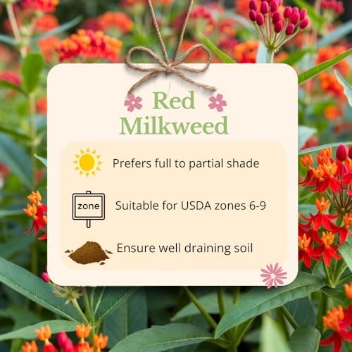 2 Red Milkweed Live Plants, Asclepias Tuberosa, 4-6 Inch Tall - Image 4