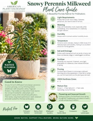 American Plant Exchange Live Snowy Perennis Milkweed - 6-Inch Pot 3-Pack - Image 4
