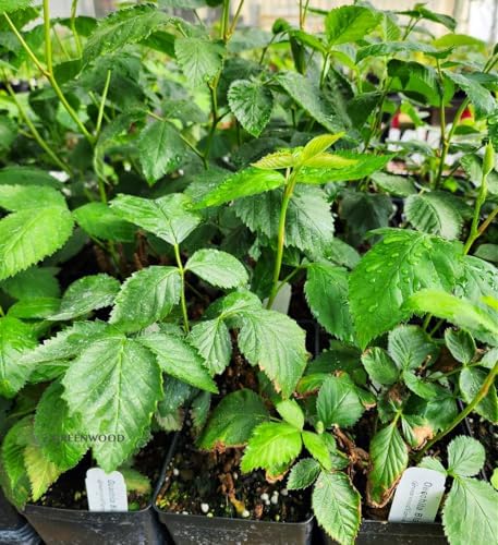 Greenwood Nursery: Live Berry Fruit Plants - Ouachita BlackBerry from Tissue Culture - [Qty: 5X 3.5 Pot] - (Click for Other Available Plants/Quantities) - Image 2