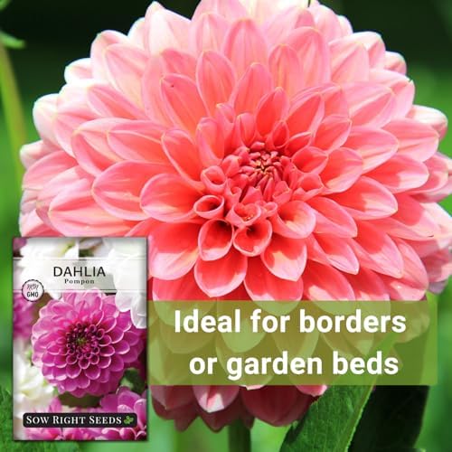 Sow Right Seeds - Pompon Dahlia Seed for Planting Your Own Flower Garden - Image 5