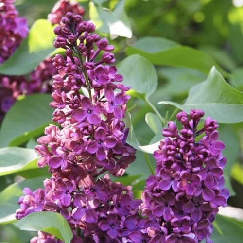 Purple Lilac Plant, Fragrant Syringa Flower Starter Plant, 6-8 Inch Tall - Image 5