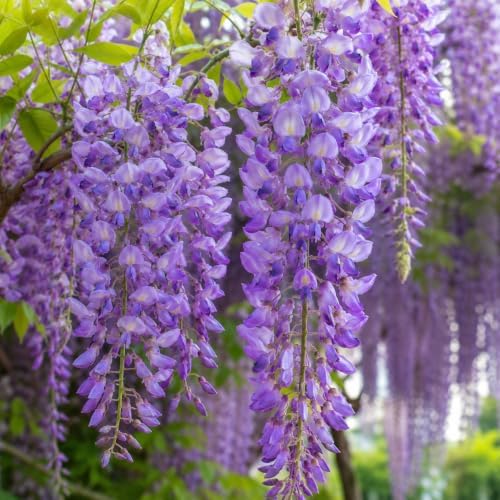 2 Purple Wisteria Live Plants 12-18" Tall, Wisteria Plants in 2.5" Pot, Easy Care, Sweet-Scented Climbing Plant, Perfect for Garden Entrances, Patio Trellis & Fences - Image 2