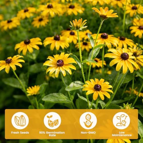 120000+ Black Eyed Susan Seeds for Planting, Heirloom Rudbeckia Hirta Wildflower Seeds for Outdoor Gardens, Pollinator Beds, Borders & Containers, Attracts Bees and Butterflies - Image 2